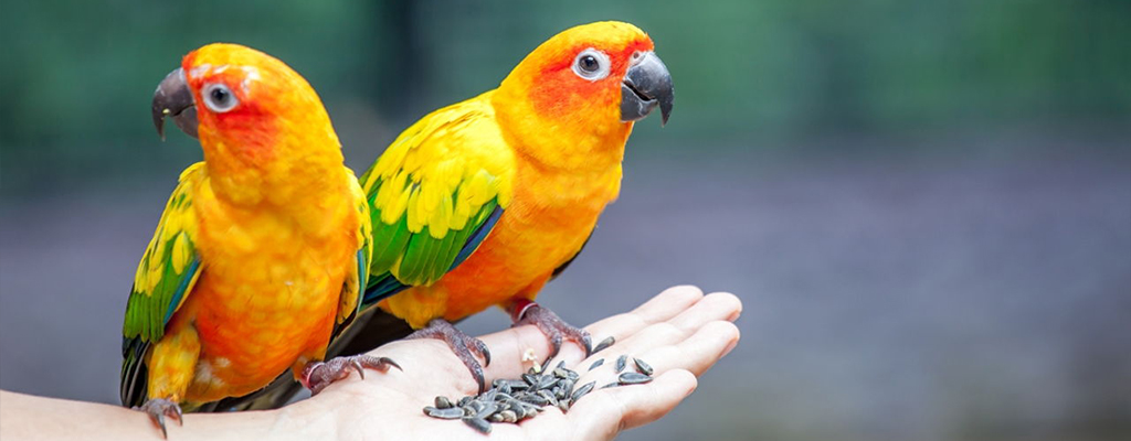 Vitamíny pro papoušky, andulky a ptactvo